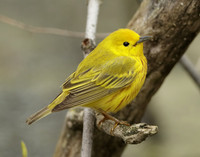 Yellow Warbler Setophaga petechia