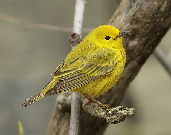 Yellow Warbler Setophaga petechia
