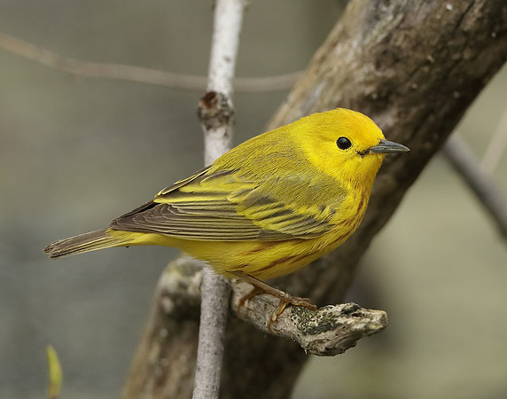 Yellow Warbler Setophaga petechia