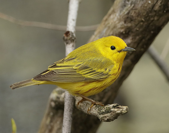 Yellow Warbler Setophaga petechia