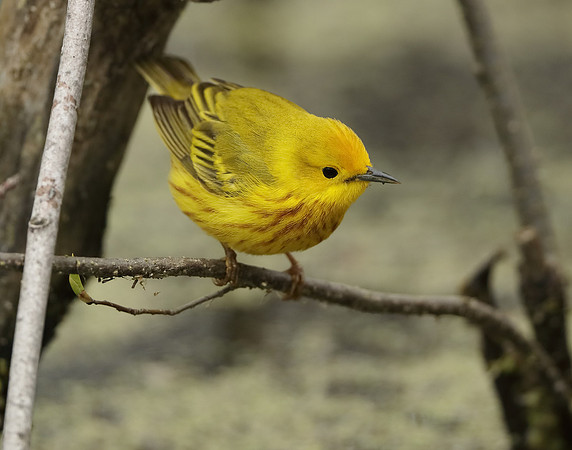 Yellow Warbler Setophaga petechia