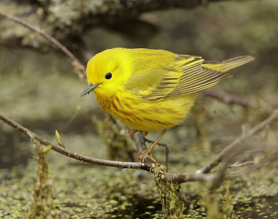 Yellow Warbler Setophaga petechia