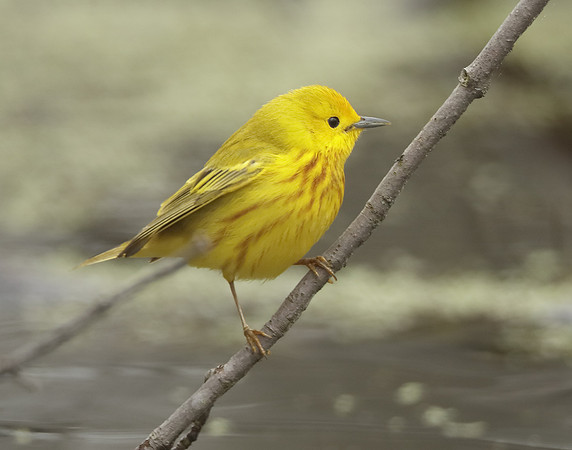 Yellow Warbler Setophaga petechia