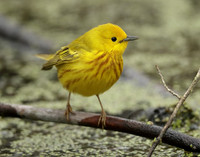 Yellow Warbler Setophaga petechia
