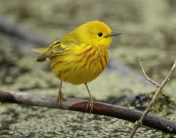Yellow Warbler Setophaga petechia