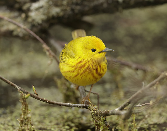 Yellow Warbler Setophaga petechia