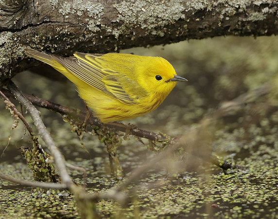 Yellow Warbler Setophaga petechia