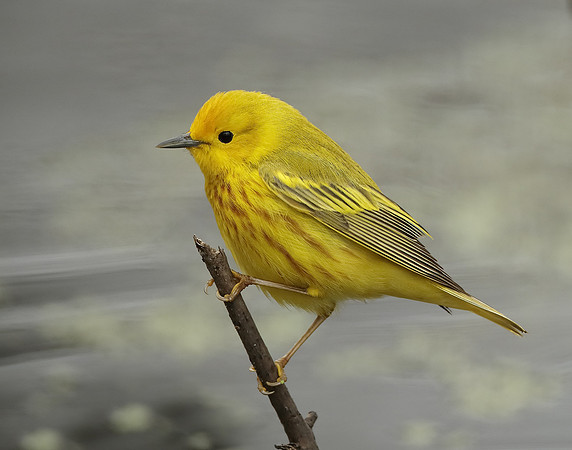 Yellow Warbler Setophaga petechia