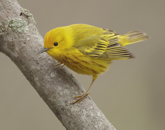 Yellow Warbler Setophaga petechia
