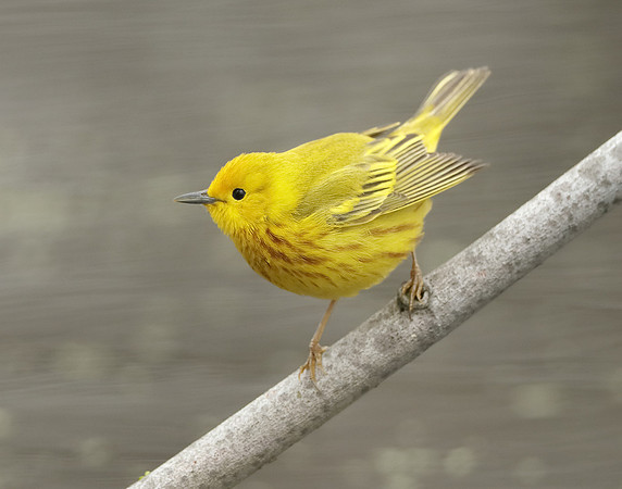 Yellow Warbler Setophaga petechia