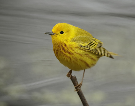 Yellow Warbler Setophaga petechia
