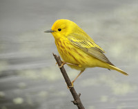 Yellow Warbler Setophaga petechia