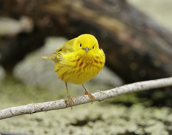 Yellow Warbler Setophaga petechia