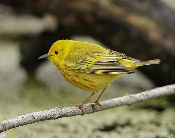 Yellow Warbler Setophaga petechia