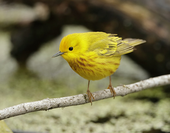 Yellow Warbler Setophaga petechia