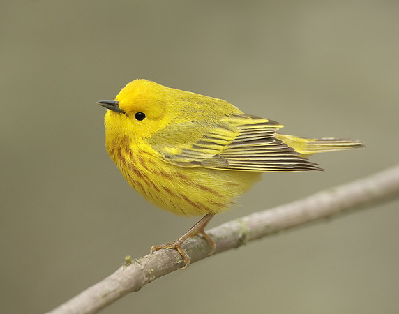 Yellow Warbler Setophaga petechia