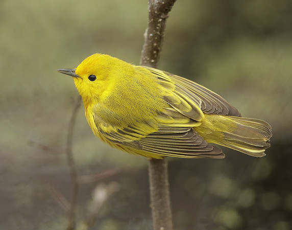 Yellow Warbler Setophaga petechia