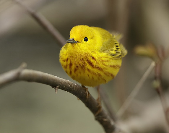Yellow Warbler Setophaga petechia