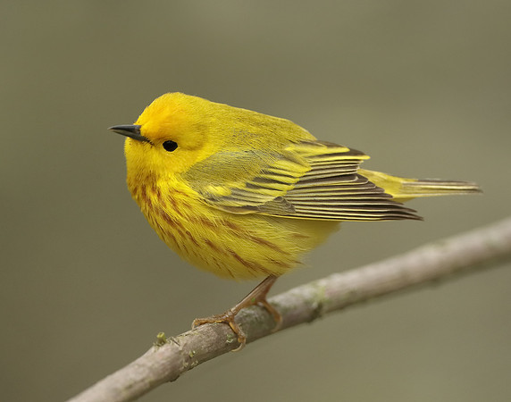 Yellow Warbler Setophaga petechia