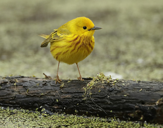 Yellow Warbler Setophaga petechia
