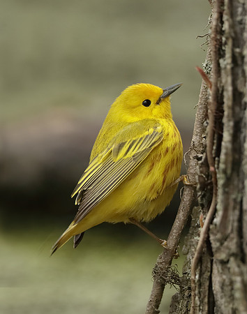 Yellow Warbler Setophaga petechia
