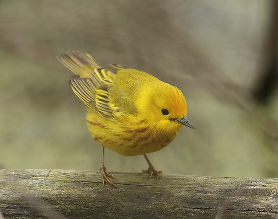 Yellow Warbler Setophaga petechia