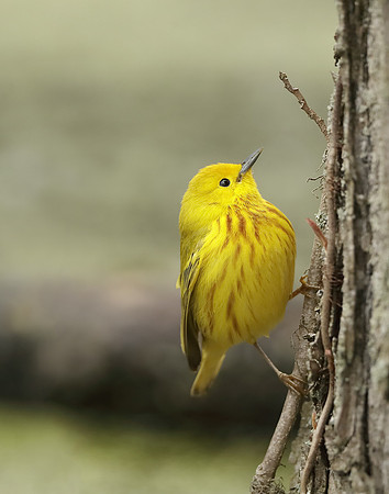 Yellow Warbler Setophaga petechia