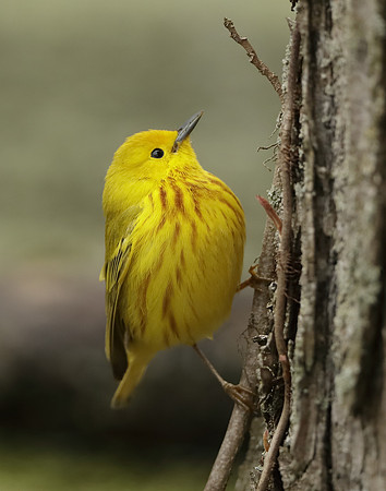 Yellow Warbler Setophaga petechia