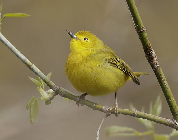 Yellow Warbler Setophaga petechia