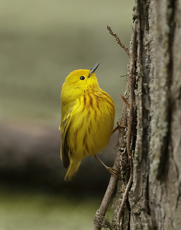 Yellow Warbler Setophaga petechia