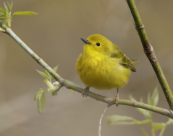 Yellow Warbler Setophaga petechia