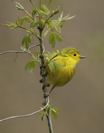Yellow Warbler Setophaga petechia