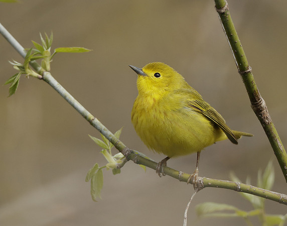 Yellow Warbler Setophaga petechia