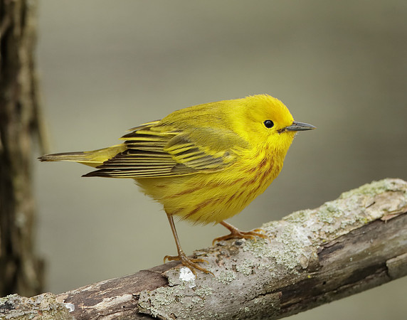 Yellow Warbler Setophaga petechia