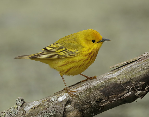 Yellow Warbler Setophaga petechia