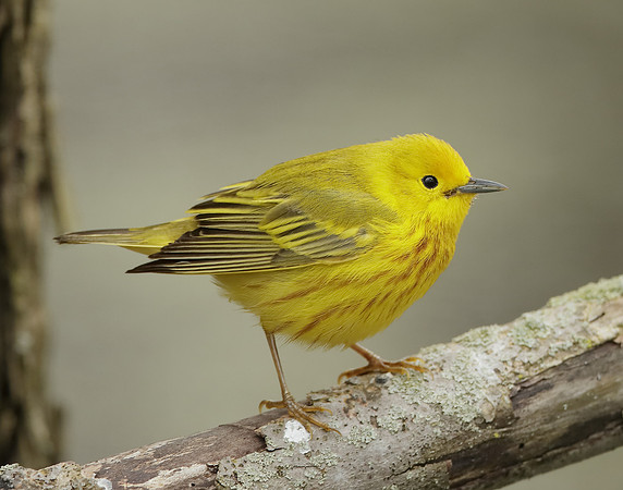 Yellow Warbler Setophaga petechia