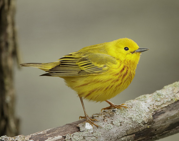 Yellow Warbler Setophaga petechia
