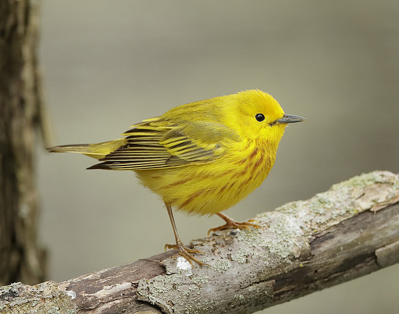 Yellow Warbler Setophaga petechia