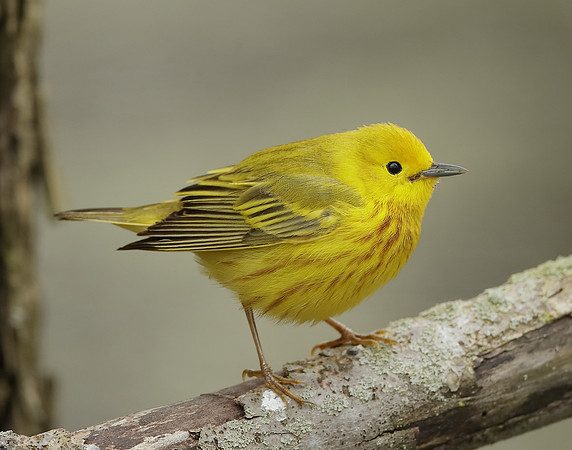 Yellow Warbler Setophaga petechia