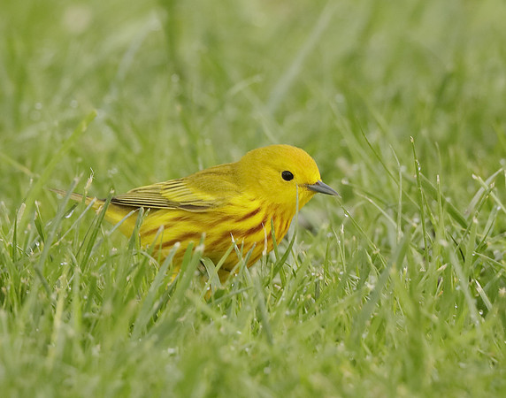 Yellow Warbler Setophaga petechia