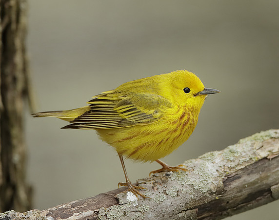 Yellow Warbler Setophaga petechia