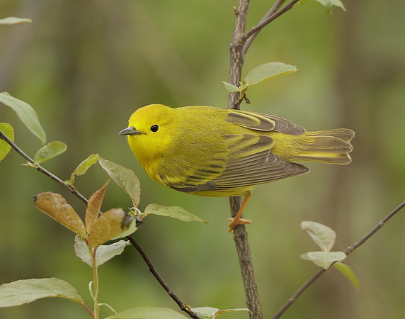 Yellow Warbler Setophaga petechia
