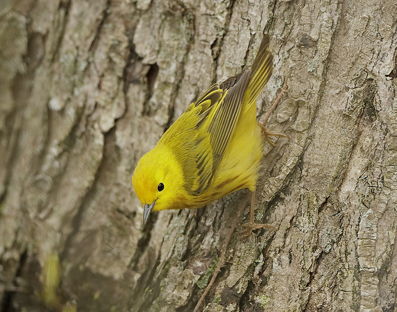 Yellow Warbler Setophaga petechia