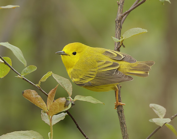 Yellow Warbler Setophaga petechia