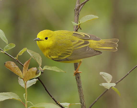 Yellow Warbler Setophaga petechia