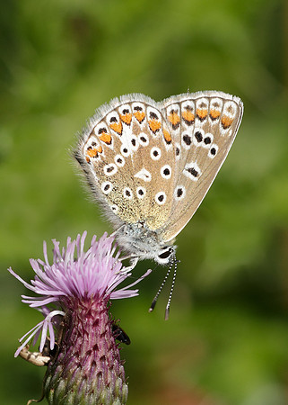 Common Blue Polyommatus icarus
