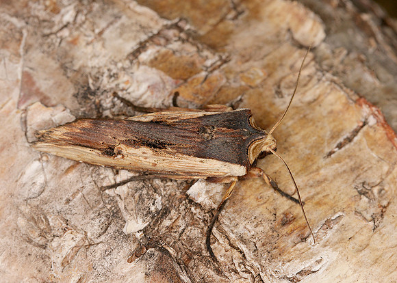 Red Sword-grass Xylena vetusta