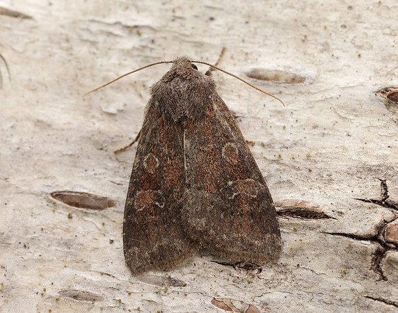 73.221 BF2268 Suspected Parastichtis suspecta