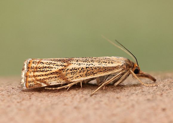 63.107 BF1321 Thisanotia chrysonuchella