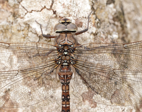 Azure Hawker Aeshna caerulea